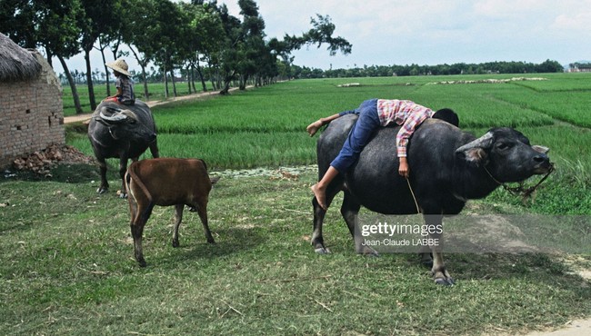 Cuộc sống thân thương ở nông thôn Việt Nam đầu thập niên 1990