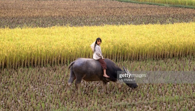 Chùm ảnh đồng quê miền Bắc thanh bình năm 1987