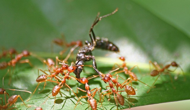 12 loài săn mồi khét tiếng trong thế giới côn trùng