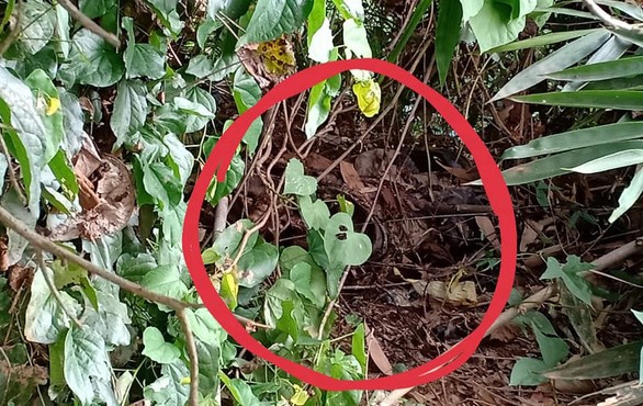 Hai vợ chồng đi hái rau hoảng hốt phát hiện nửa thi thể người, không có phần lưng và đầu