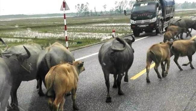 Tông vào đàn trâu thả rông trên đường, nam thanh niên chết thảm