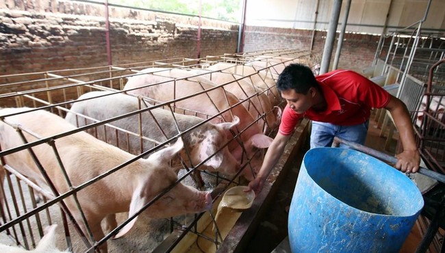 Giá heo hơi hôm nay 27/4: Dịch tả lợn châu Phi trở lại, ngại tái đàn