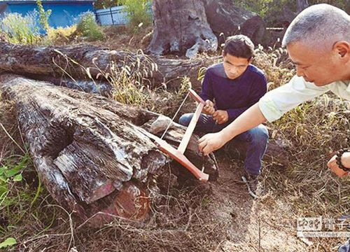 Đào trúng khúc gỗ quý 650 tỷ đồng, công nhân chớp mắt đổi đời