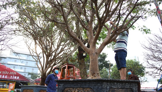 Cận cảnh những cây mai cổ thụ tiền tỷ ở Sài Gòn