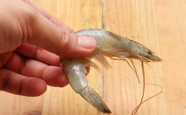 Bị tôm cứa vào tay, người đàn ông chết sau 6 ngày