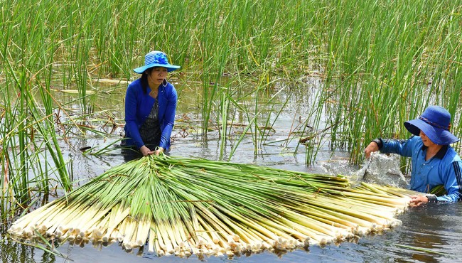 Bồn bồn, đặc sản dân dã miền Tây cực tốt cho sức khỏe