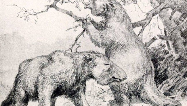 Megatherium là quái thú cao tới 6m, nặng đến 5 tấn