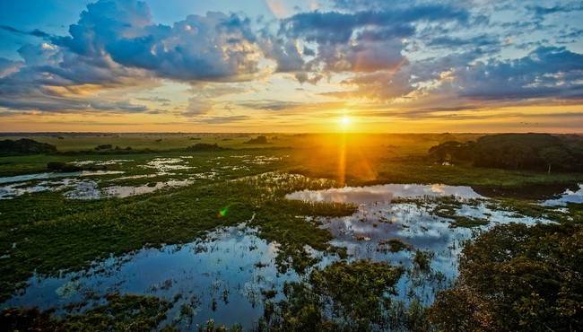 Pantanal là vương quốc của 'quái vật' khổng lồ