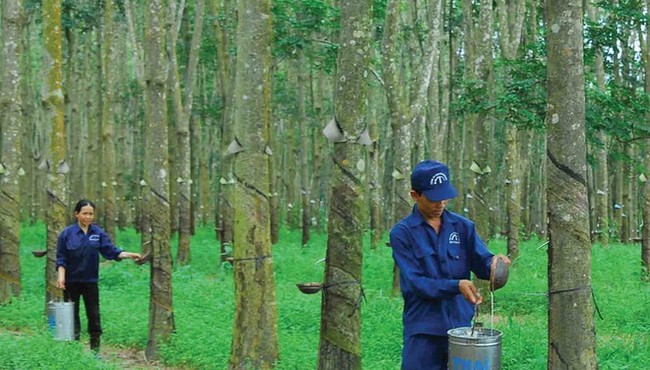 Miễn nhiễm COVID-19, Cao su Tây Ninh báo lãi quý 1 gấp 5 cùng kỳ