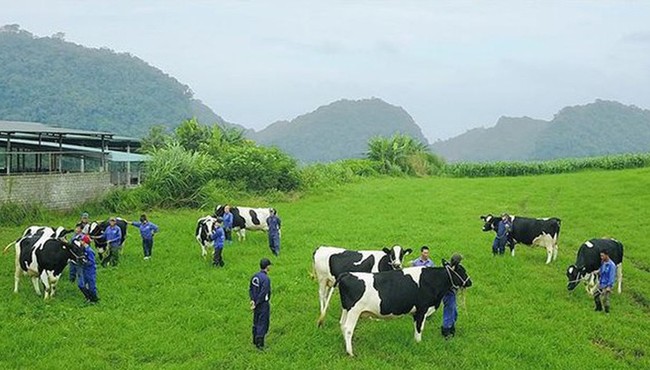 Về tay Vinamilk, GTNfoods lên phương án huỷ niêm yết và sáp nhập vào Vilico