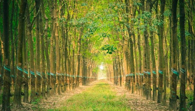 DRI lấy ý kiến niêm yết trên HNX khi cổ phiếu gấp đôi trong đầu năm