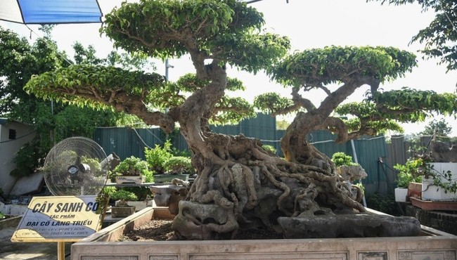 Đại gia từ chối bán cây sanh cổ trăm tuổi dù giá tới 70 tỷ đồng