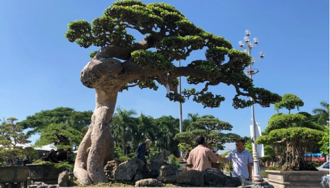 Mê mẩn duối cổ thụ đại gia chi tiền tỷ không mua được