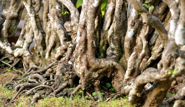 Đại gia chi gần nửa tỉ mua cây khế cổ thụ 300 tuổi 