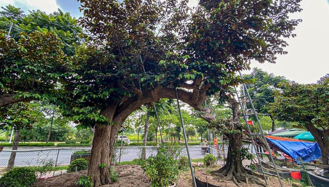 Ngỡ ngàng loạt cây vú sữa bonsai độc đáo