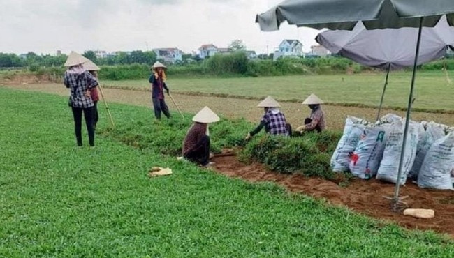 Những loại cỏ dại giúp nông dân đổi đời