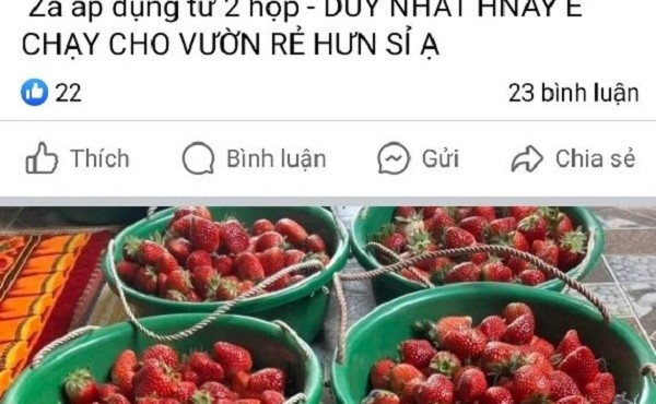 Tràn lan chợ mạng dâu tây giá rẻ