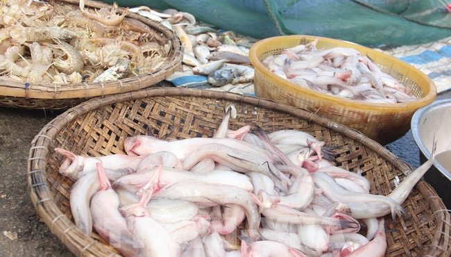 Cá khoai bất ngờ đắt khách, giá cả triệu đồng/kg 