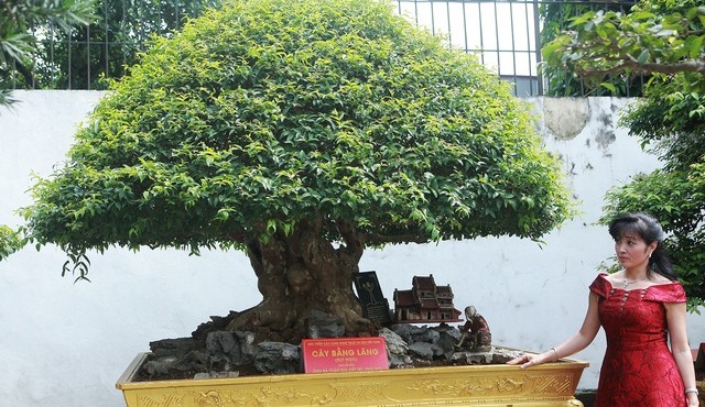 Cận cảnh những cây bằng lăng bonsai siêu đẹp mắt 