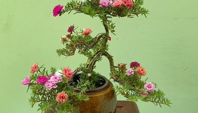 Hoa mười giờ bonsai gốc to bằng ngón tay lên tới cả triệu đồng