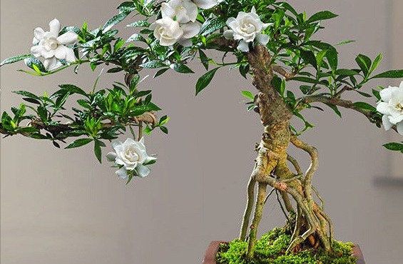 Những gốc bonsai từ cây dại ven suối giúp người dân hốt bạc