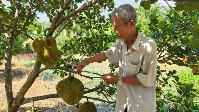 Mít không hạt Ba Láng giúp lão nông kiếm tiền tỷ