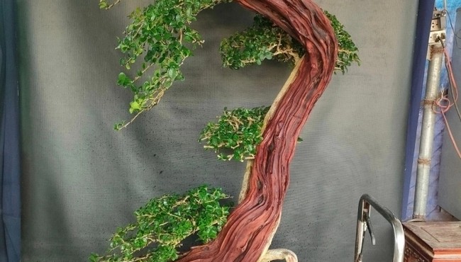 Cây trắc lên chậu thành bonsai tiền tỷ đẹp mê hồn