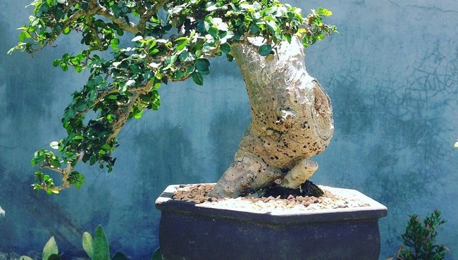 Cây duối dại xưa nay được thành bonsai giá hàng chục tỷ đồng