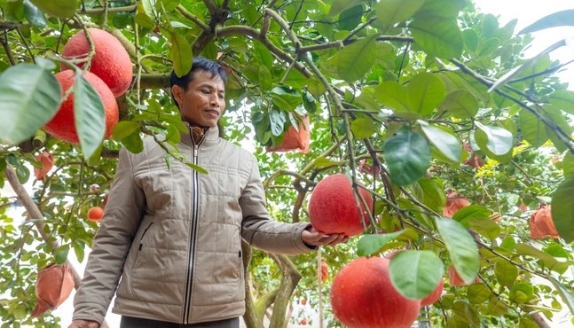 Giá tăng cao song bưởi đỏ Đông Cao 'cháy hàng' trước Tết Nguyên đán 