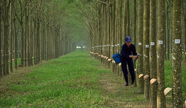 2 nhóm cổ đông Cao su Thống Nhất bất đồng việc thoái vốn Baria Serece 