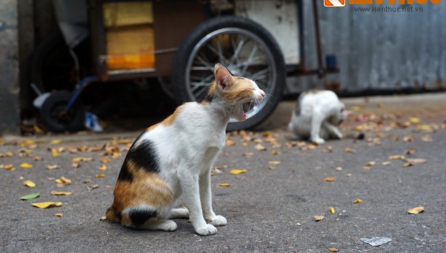 Biết gì về con mỉu trong câu “Chưa biết mèo nào cắn mỉu nào“?