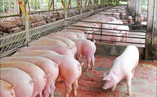 Giá heo hơi hôm nay 20/12: Nhích nhẹ, mức cao nhất vẫn là 95.000 đồng/kg