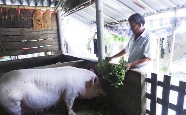 Giá heo hơi hôm nay 16/7: Tiếp tục đà tăng nhẹ