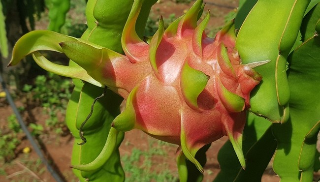 Ngân hàng lại bán 48 triệu cổ phiếu HNG thuộc sở hữu của HAG để thu hồi nợ