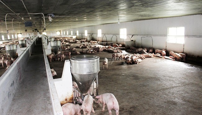 Đồng Nai: Chăn nuôi C.P Việt Nam phải di dời trang trại gà giống tại Vĩnh Cửu