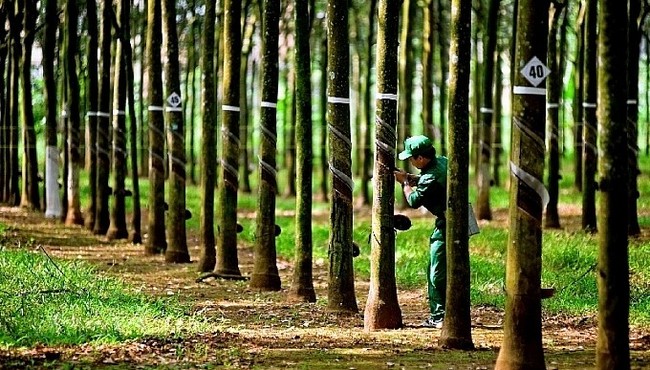 Cao su Phước Hòa: Lãi giảm do bàn giao đất KCN và bồi thường thấp