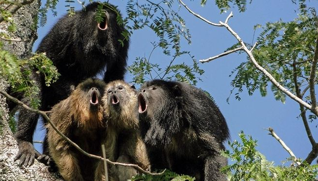 8 động vật tạo ra âm thanh cực lớn, có thể gây hại tai người