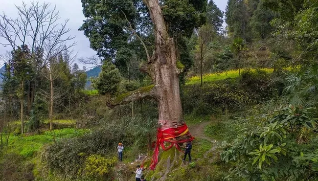 Loại gỗ quý hơn vàng nhưng không ai muốn trồng 