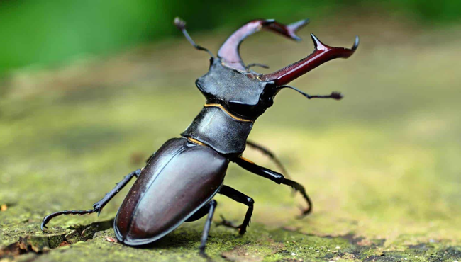 Vì sao bọ cánh cứng Stag Beetles được giới nhà giàu lùng mua?