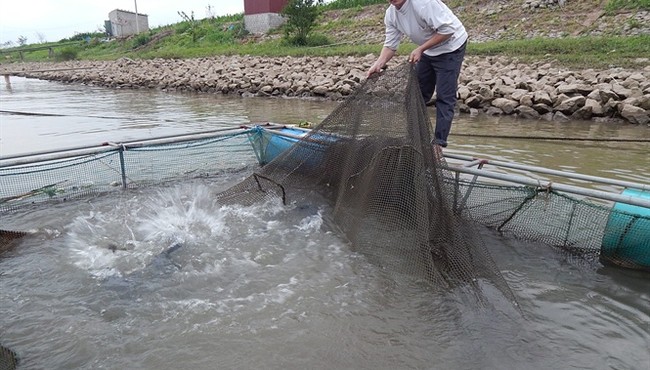 Kỳ lạ tập thể hình, giảm cân cho...cá lăng đen