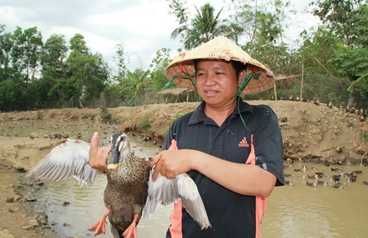Loài vịt trời có giá đắt đỏ gấp 2-3 lần vịt thường - Hình 9 Loai vit troi co gia dat do gap 2-3 lan vit thuong-Hinh-9