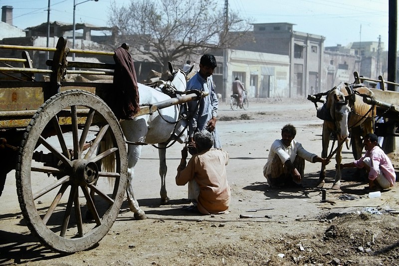 Ban sac van hoa doc dao o dat nuoc Pakistan nam 1976-Hinh-9