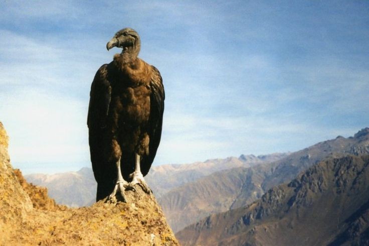 Choang ngop canh tuong o hem nui sau nhat chau My Colca Canyon-Hinh-6