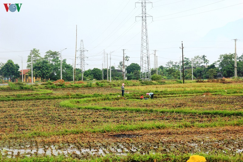 Ngam ve dep cua canh dong Muong Lo truoc khi bi anh huong vi cac du an-Hinh-14