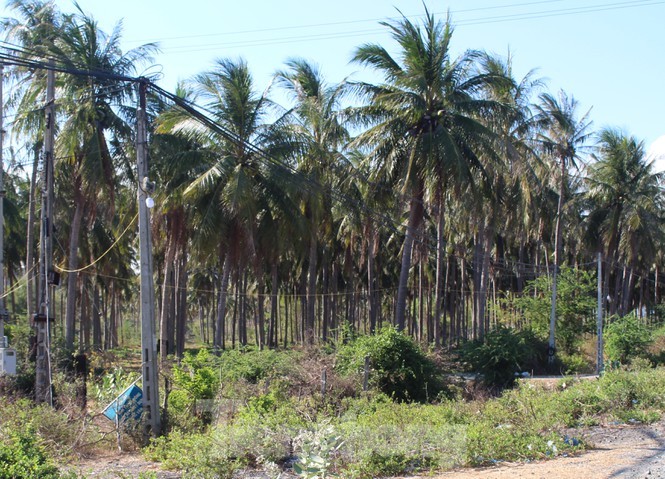 Xon xao doanh nghiep o Khanh Hoa su dung hang tram ha dat cong khong thue gan 2 thap ky-Hinh-3