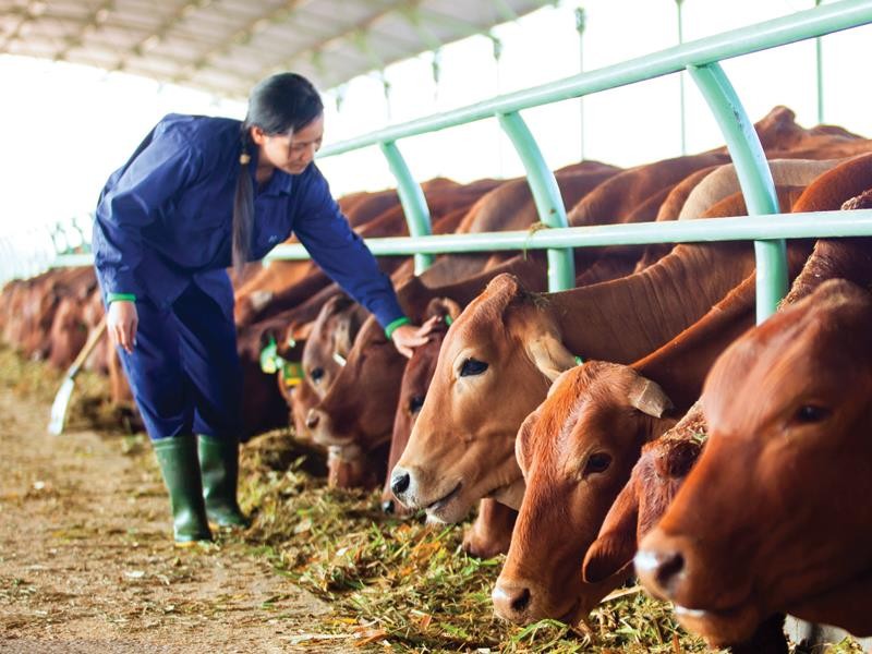 Hoang Anh Gia Lai dua 'ngua chien' Chan nuoi Gia Lai len san HoSE