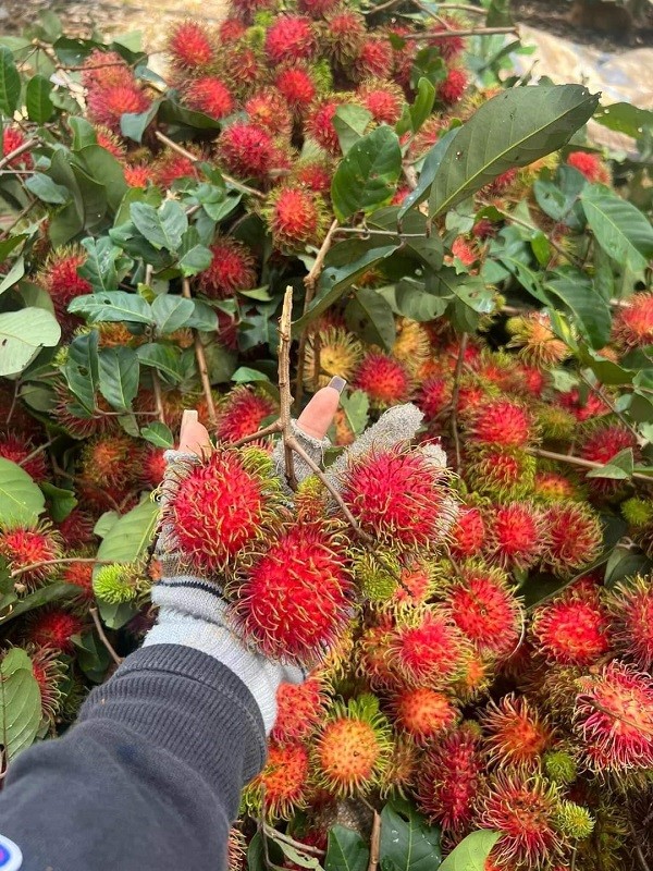 Chom chom cuoi vu tang gia cao nhat 15.000 dong/kg