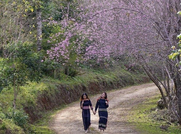 Ve Mang Den ngam mai anh dao khoe sac