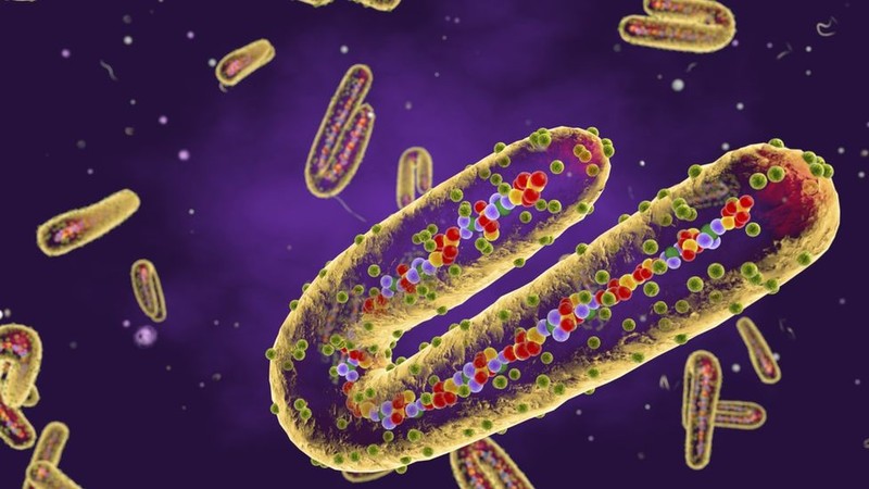 Biet gi ve nguon goc virus sot xuat huyet Marburg gay tu vong toi 90%?