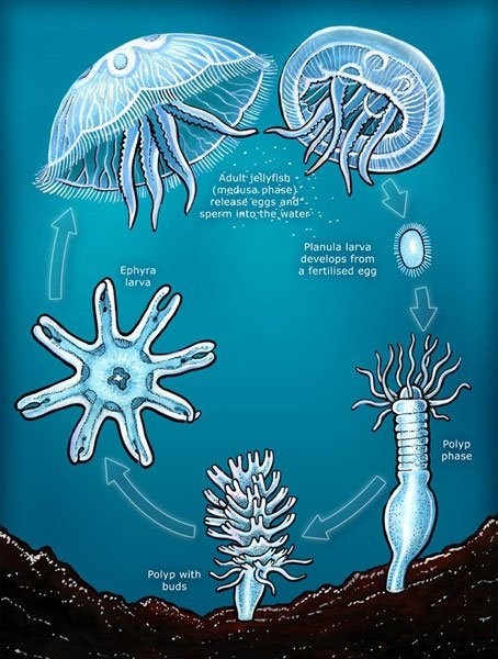 Vi sao sua Turritopsis dohrnii co the bat tu?-Hinh-7